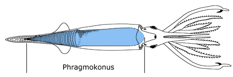 Schematische Darstellung eines Belemniten, verändert nach Stevens (2010). In Blau der Auftriebsapparat des Phragmokonus