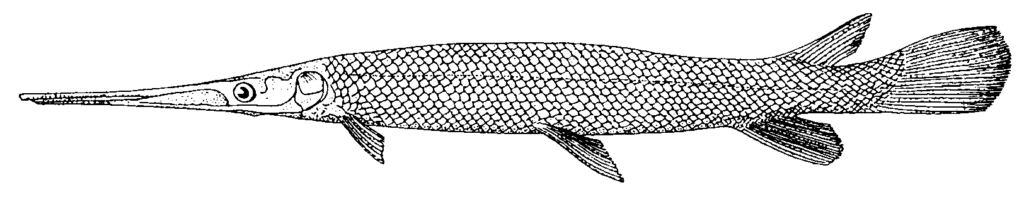 knochen3