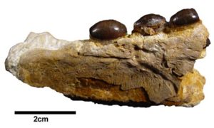 Omphalosaurus peyeri Holotyp V1427