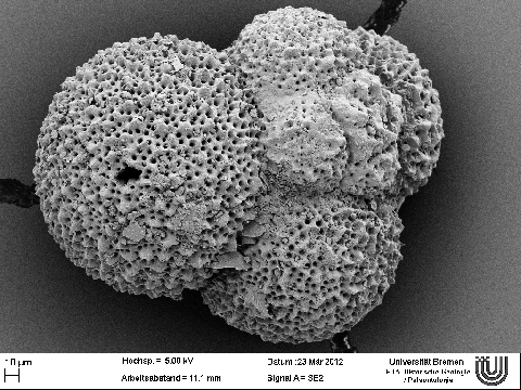 Mikrofossil einer in der Wassersäule lebenden Foraminifere
