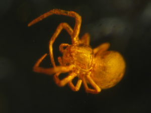 Spinne Bernstein GSUB I40