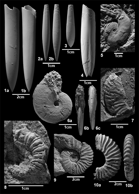 Belemniten und Ammoniten aus den Grabungen in Ahaus-Alstätte. Belemniten: 1 Oxyteuthis depressa, 2-3 Neohibolites ewaldi und 4 Duvalia grasiana, Ammoniten: 5-7 Aconeceras und Sanmartinoceras, 8 Ancyloceras und 9-10 Deshayesites. Aus Lehmann et al. (2012)