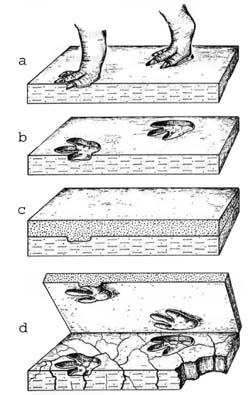 Entstehung von Fährtenplatten