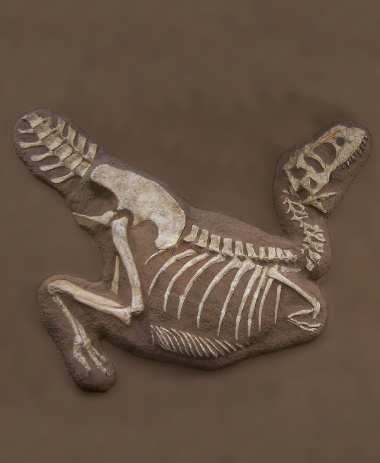 Unsere gefiederten Feinde (Ko)Evolution der Vögel und Säugetiere GSUB