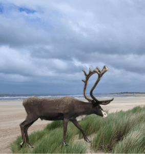 Alles, nur kein Fisch - Wirbeltierfunde aus Cadzand @ Bremen | Bremen | Deutschland