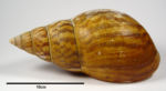 <em>Achachatina (Tholachatina) gebhardti</em>
