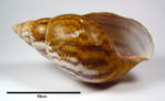 <em>Achachatina (Tholachatina) gebhardti</em>