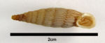 <em>Albinaria maltzani</em> GSUB g9139
