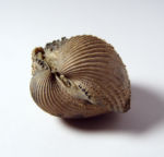 <em>Cardium turonicum</em> GSUB L334