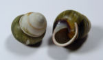<em>Cochlostyla (Cochlodryas) florida</em> GSUB  g3875