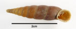 <em>Herilla bosmiensis</em> GSUB g9136