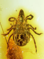 <em>Ixodes succineus</em> GSUB I21 Zecke Foto: Jason Dunlop