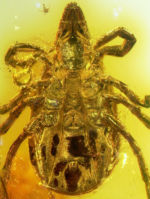 <em>Ixodes succineus</em> GSUB I21 Zecke Foto: Jason Dunlop