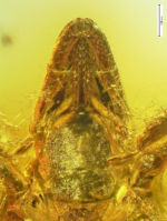 <em>Ixodes succineus</em> GSUB I21 Zecke Foto: Jason Dunlop