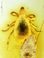 <em>Ixodes succineus</em> GSUB I21 Zecke Foto: Jason Dunlop