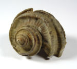 <em>Rapana (Ecphora) quadricostata</em> GSUB G634