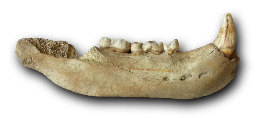 Höhlenbärunterkiefer