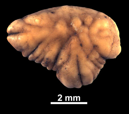 Die Gehörsteine von Fischen, auch Otolithen genannt, gehören zu den winzigen Forschungsobjekten Menzels.