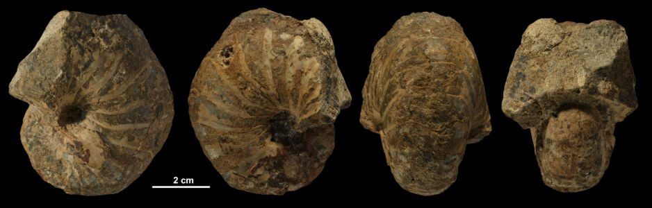 Ein Verwandter des heutigen Nautilus - ein Fossil aus Mecklenburg-Vorpommern.