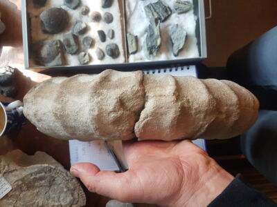 Ammonites are the study objects of Mark Bayliss.