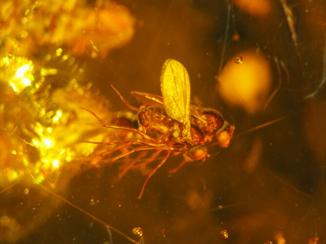 Inclusions of animal fossils, like here these flies in amber, were systematically identified by Peter Kehrenbach.