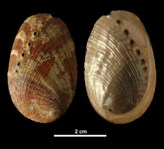 A gastropod - a biological research specimen.