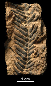 A fern fossil from the early Cretaceous - one of Michael Guhl's research objects.