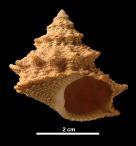 A gastropod - a biological research specimen.
