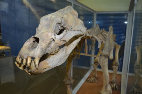 The historical context of the cave bear skeleton of the Geosciences Collection is still puzzling - Werner Liebenberg tries to solve it.